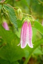 Spotted bellflower flower. Campanula punctata