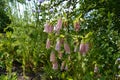 Spotted bellflower with pink flowers grow in rural garden in summer. Campanula punctata