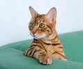A spotted Bengal cat is leaning against the back of the sofa in the room
