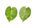 Spotted betel leaves front and back isolated on a white background Royalty Free Stock Photo