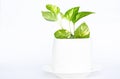 Spotted betel in white pot, white background, daylight. Royalty Free Stock Photo