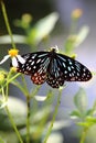 Spotted Black Crow Butterfly