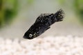 Spotted Black Molly Poecilia sphenops vetiprovidentiae aquarium fish