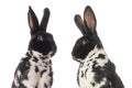 Spotted black and white bunnys isolated on white background