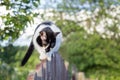 Spotted black and white cat walking on wooden fence in the garden looking down Royalty Free Stock Photo