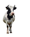 Spotted black and white cow full length isolated on white. Cow close up. Farm animals