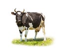 Spotted black and white cow full length isolated on white Royalty Free Stock Photo