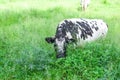 Spotted black and white Friesian cow lies in green grass on summer pasture. Dutch Black Pied cattle on plain Royalty Free Stock Photo