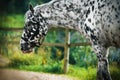 A spotted black and white horse walks in a paddock with a wooden fence and eats grass on a summer day. The horse is grazing Royalty Free Stock Photo