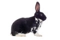 Spotted black and white rabbit sitting isolated on a white Royalty Free Stock Photo