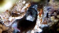 Spotted Blenny Royalty Free Stock Photo