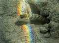 Rainbow over Blenny tropical fish on sandy reef in Palau Royalty Free Stock Photo