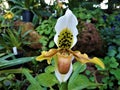 Spotted blossom of Paphiopedilum insigne hybride orchid