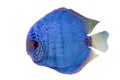 Spotted blue discus Royalty Free Stock Photo
