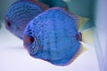 Spotted blue discus Royalty Free Stock Photo