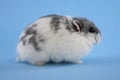 Spotted Blue Dwarf Hamster Royalty Free Stock Photo