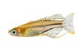Spotted blue eyed rainbow fish Pseudomugil gertrudae aquarium fish Gertrude`s Blue-Eye