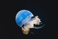 Blue jellyfish swimming in an aquarium tank environment Royalty Free Stock Photo