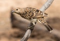 Spotted Bower Bird Royalty Free Stock Photo