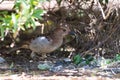 Spotted bowerbird decorating its bower. Royalty Free Stock Photo