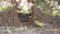 Spotted bowerbird at his bower. Royalty Free Stock Photo