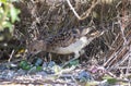 Spotted bowerbird. Royalty Free Stock Photo