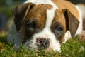 A spotted boxer puppy lying in the grass Royalty Free Stock Photo