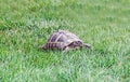 Spotted brown and blue turtle sitting in green grass, close up Royalty Free Stock Photo