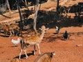 Spotted brown deer graze in the park along with chickens