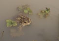 Spotted brown frog swimming in a muddy pond Royalty Free Stock Photo