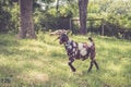 Spotted brown goat with large white spots and lop ears in the field