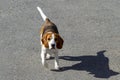 Spotted brown hunting dog. Royalty Free Stock Photo