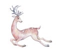 Spotted brown moose running watercolor Royalty Free Stock Photo