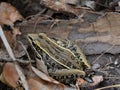 Spotted Brown Southern Leopard Frog among Brush Royalty Free Stock Photo