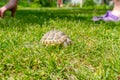 Spotted brown tortoise. Turtles in the park. Summer bright landscape. Blurred background