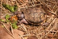 Turtle eating grass Royalty Free Stock Photo