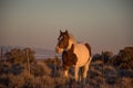 Spotted Wild Horse In Sandwash Basin Early Evening In Winter