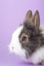 Spotted bunny isolated on purple