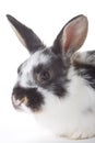 Spotted bunny portrait, isolated