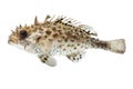 Spotted Burrfish Isolated On White. Sharp Spines And Dotted Pattern, Ideal For Marine Life Or Tropical Concept Royalty Free Stock Photo