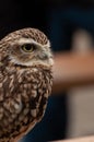 Spotted Burrowing Owl, Athene cunicularia, looking to the right with blurred background Royalty Free Stock Photo