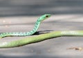 Spotted Bush Snake in Kruger Park