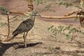 Spotted Bush Thick-Knee Sunning in the Sand Royalty Free Stock Photo