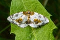 Spotted butterfly abraxas sylvata