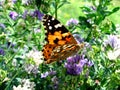 Spotted butterfly among blooms