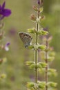 Spotted Butterfly on Purple Flowers