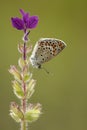 Spotted Butterfly on Purple Flowers