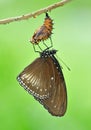 Spotted butterfly with the shell Royalty Free Stock Photo