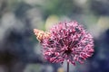 Spotted a butterfly sitting on a flower ornamental onion meadow