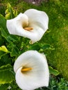 Spotted Calla Lily Flower Royalty Free Stock Photo